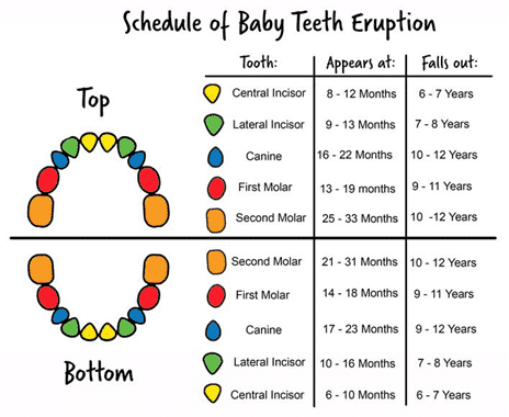 schedule of baby teeth eruption v2