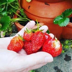 strawberries grown in a pot